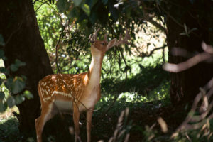 Jamie Judges – Deer