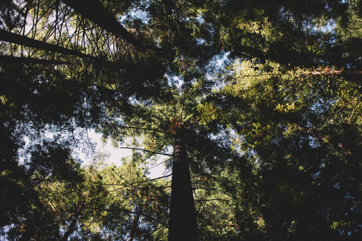 Jamie Judges - Redwoods